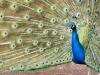 sexy sexy birds....