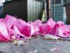 think pink