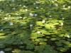 Local lillypads