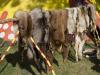 Stampede: Rack it up