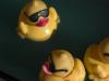Stampede: Midway duckies