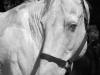 A little cremello