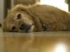 A lazy day