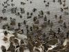 DUCKS