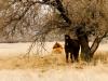 little horse on the prairie