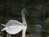 hello miss swan