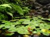 butterflies & frogs
